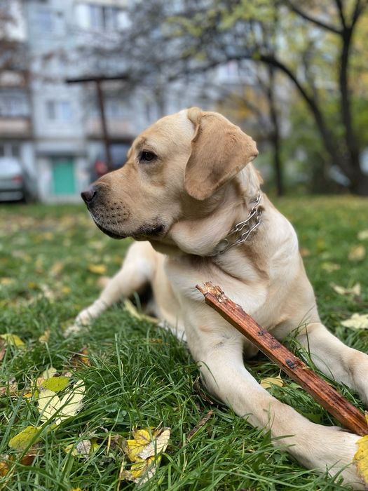 Вязка лабрадор ретривер