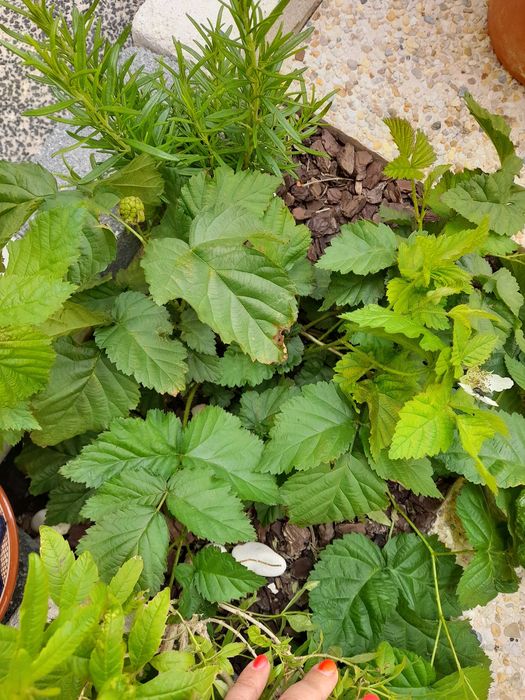 Rebentos de Framboesas