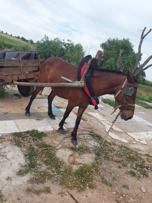 Para venda aceito troca