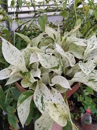 Эпипремнум, сциндапсус 10 видов