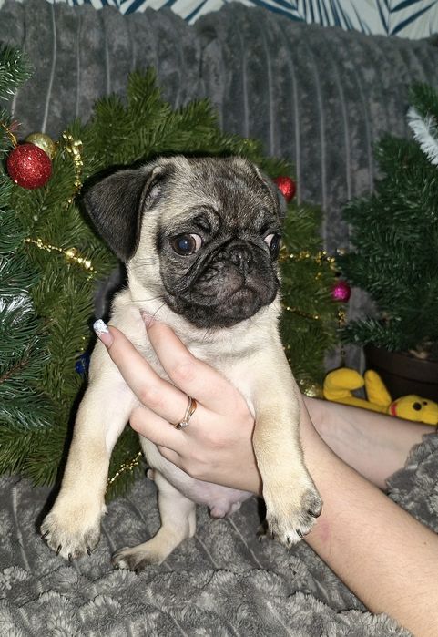 Продам мопса Днепр / Камянское мальчики