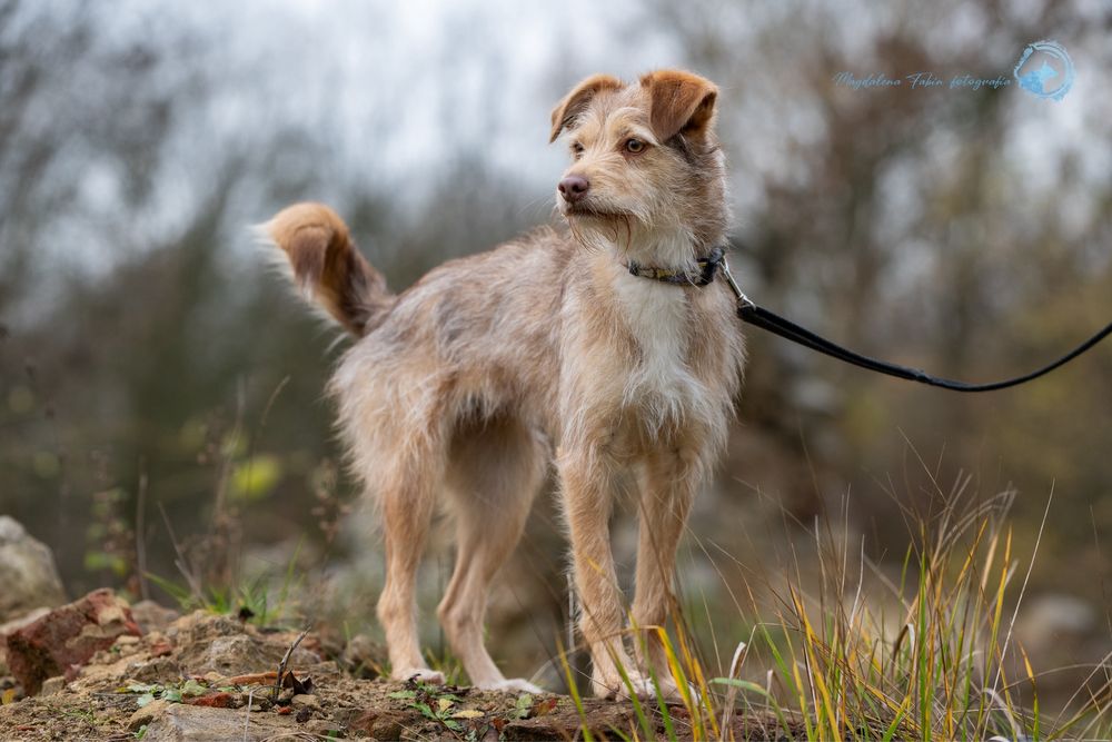 Przepiękna roczna Viola szuka domku