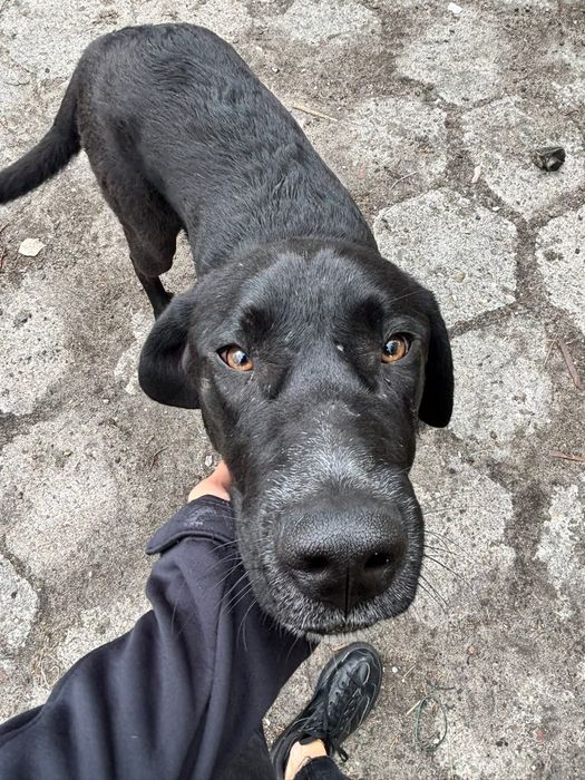 Bailey a typie labradora szuka domu