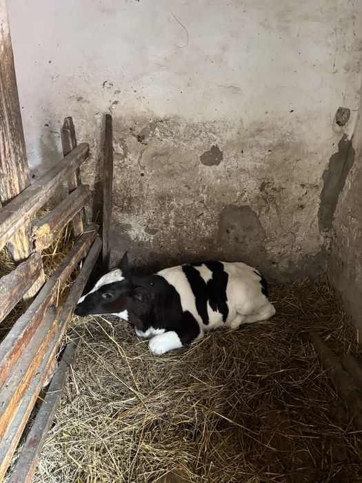Продам теличку 2 місяці