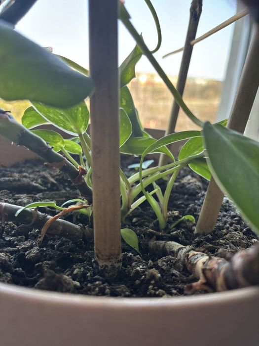 philodendron pink princess