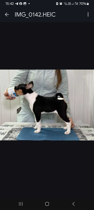 Басенджи кобель триколор 3 месяца, 50% американские крови