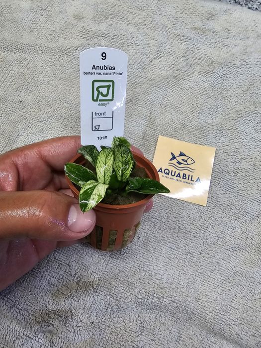 Anubias echinodouros entre outras plantas para aquário