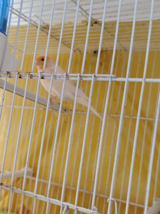 Fêmea de canario belga