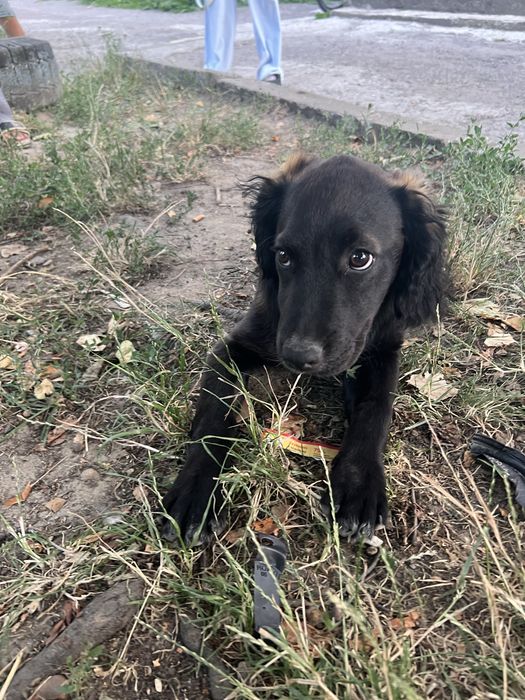 Відаю в хороші руки цуциння