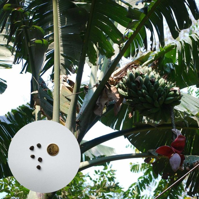Musa balbisiana – bananowiec – 5 nasion NASIONA