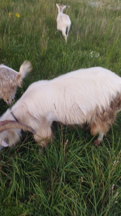 Продам козла хорошей породи