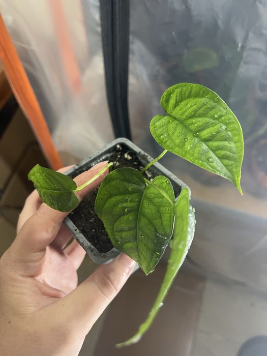 Monstera siltepecana