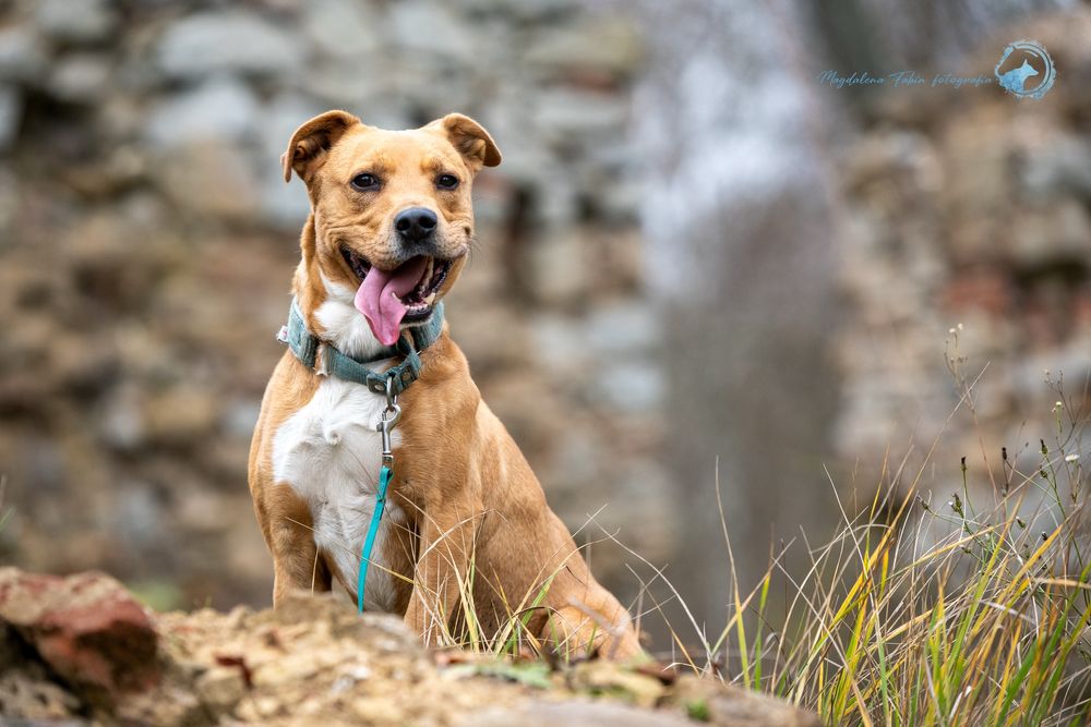 Wesoły, łagodny, mądry i wysportowany amstaff. Adoptuj wyjątkowego psa