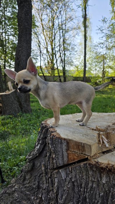 Неймовірно красива дівчинка  стандарт Чихуахуа. Вік - 4 міс.Готова до переїзду.