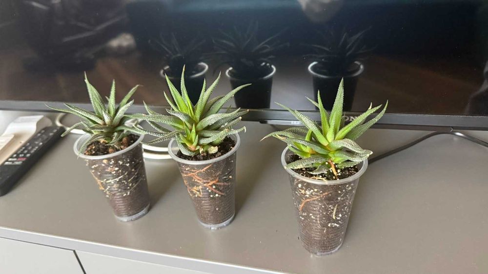 Хавортія смугаста суккулент з дітками haworthia кактус декор алое