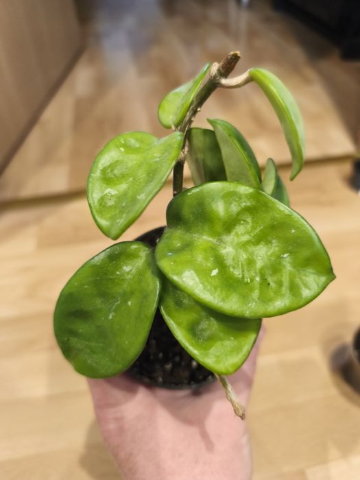 Hoja hoya zestaw wilbur graves krinkle 8 mathilde