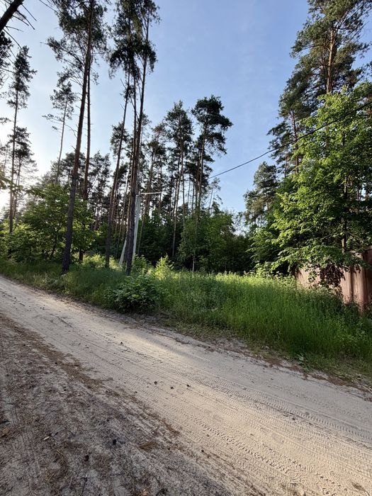 50 соток у сосновому лісі | Під базу відпочинку, котеджі, інвестицію