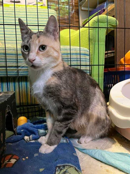 Szukamy domu dla kotki tricolor która jest FIV+