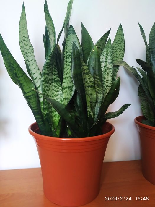 Вазон Сансевєрія