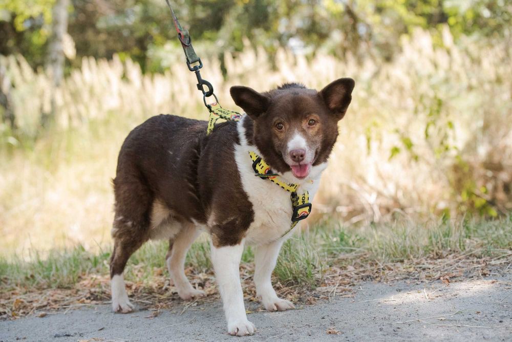 Mała wrażliwa suczka - biało-brązowa Almena szuka kochającego domu