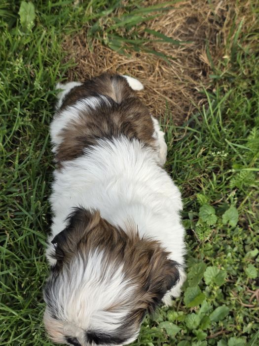 Sliczna suczka shih tzu