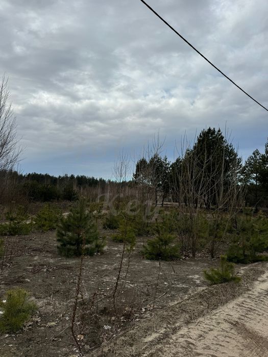 Продам Земельну ділянку 110 сотих, В ЛІСІ, серед СОСЕН,Природа, 22км