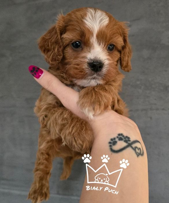 Cavapoo cavadoodle OSTATNI samiec red toy badania genetyczne paszport
