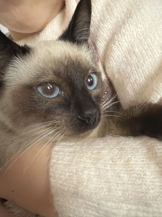 Kotka balijska doskonała dla alergika , do felinoterapii