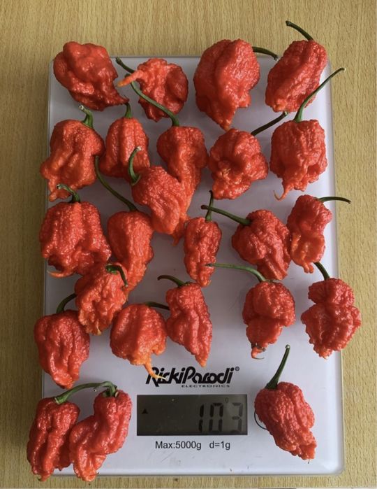 Carolina Reaper fresca