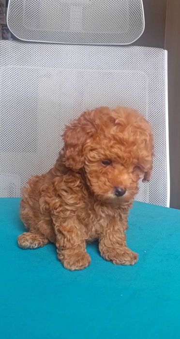 Pudel toy śliczna suczka + wyprawka, paszport UE