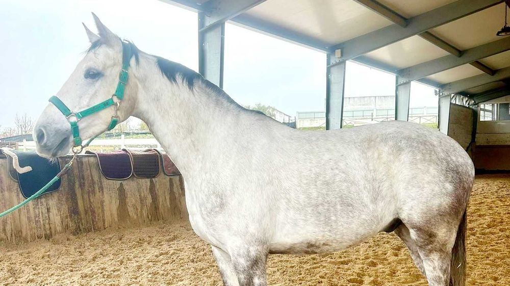 Quebec De Foja (PSH)