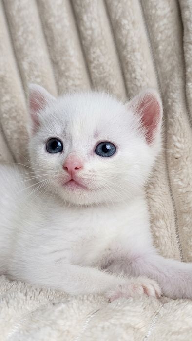 Шотландські кошенята