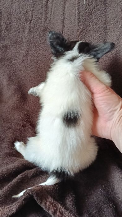 Мальчик папильон.