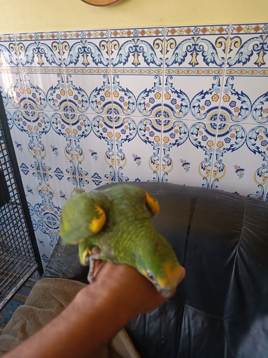 Papagaios Amazonas Barbadensis