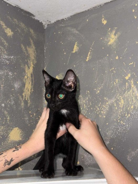 Gata 3 meses e meio