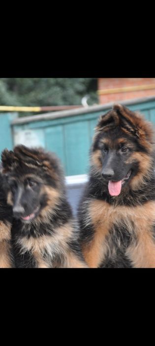 Надійний друг німецької вівчарки