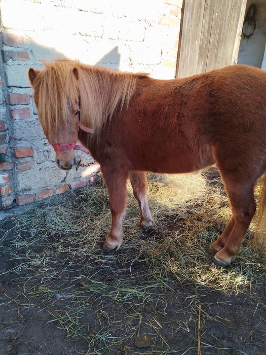 Sprzedam kucyki klacz