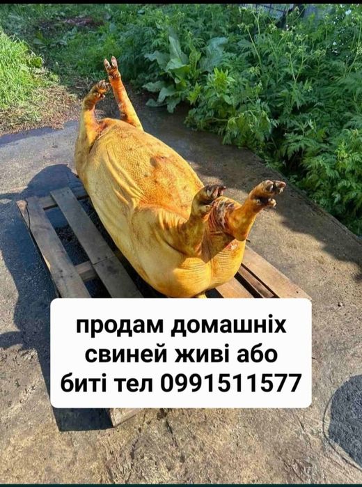 Продам свині живі або биті