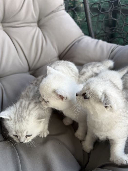 Британські кошенята