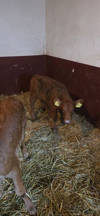 Sprzedam 6 jałóweczek