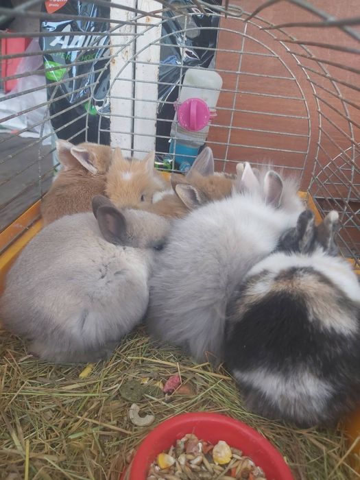 Декоративні кролики міні