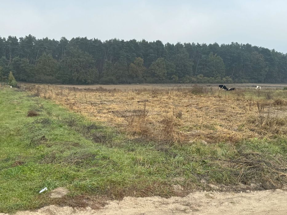 Продам ділянку 25 сот Кустин, поруч ліс