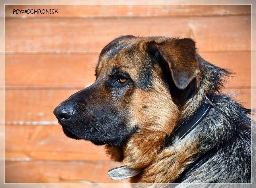 Rupert - wspaniały psiak w typie owczarka czeka na Twój dom