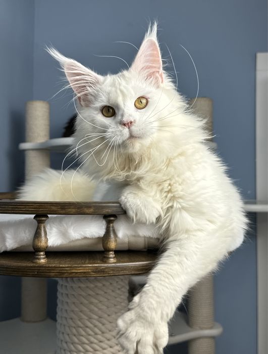 Девочка мейн кун белый окрас крупная элитная линия меховая