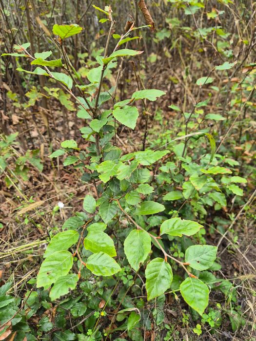 Buk zwyczajny sadzonki