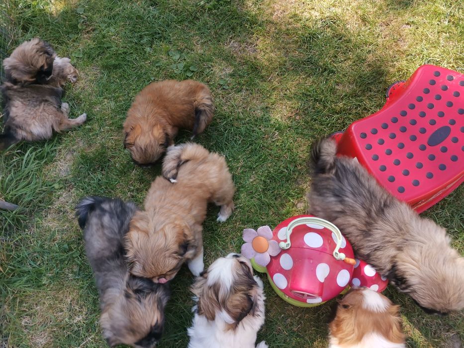 Pekińczyk Szczeniak  Nie Shih Tzu
