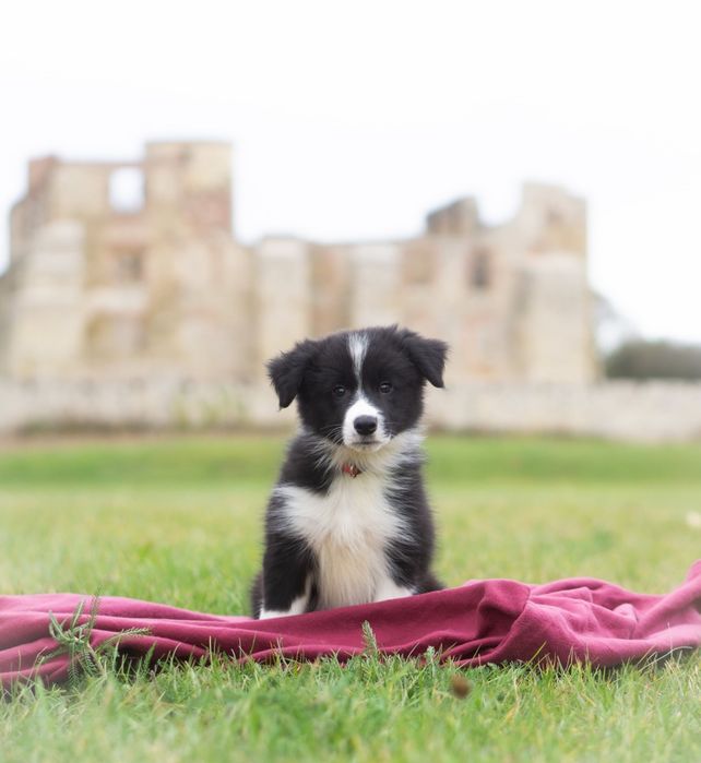 Border Collie ZKwP/ FCI suczka Brudzowice • OLX.pl