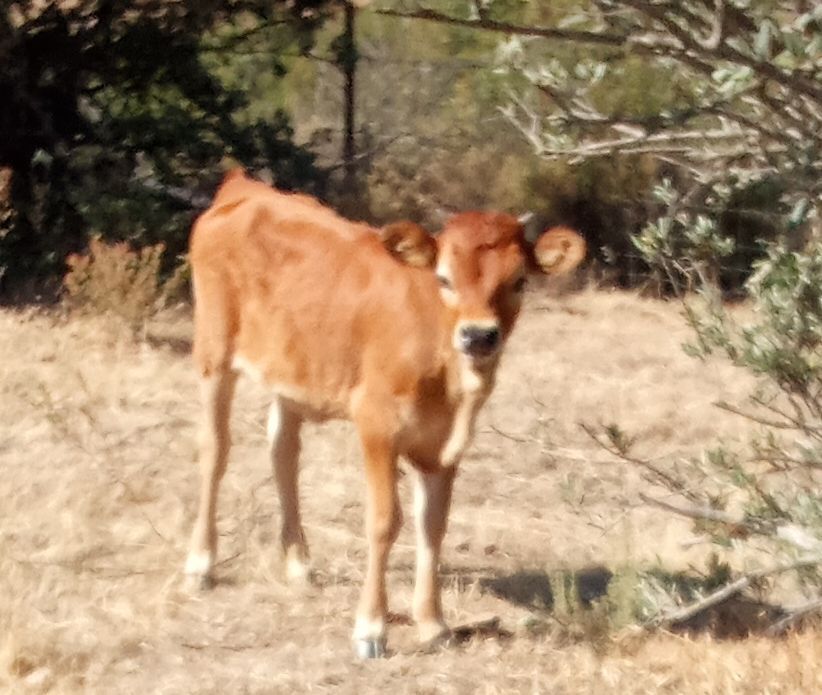 Vaca Cachena parida com Vitela