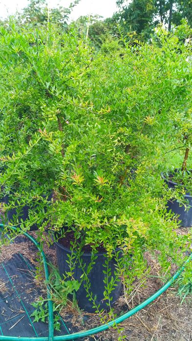 Planta XXL Limão Caviar Produtivo com 6 Anos !