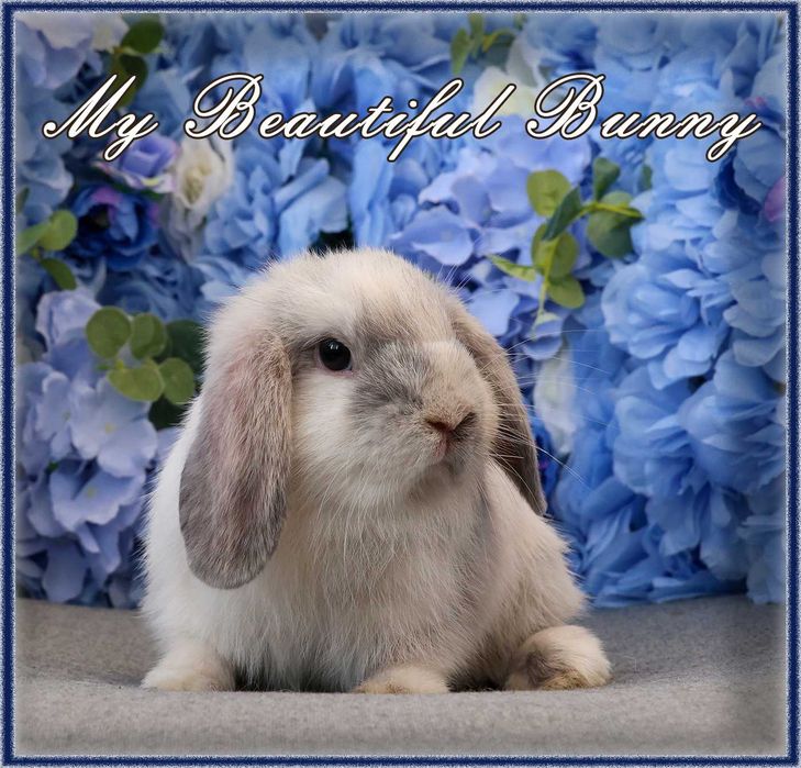 Młody Królik Mini Lop - Rhon